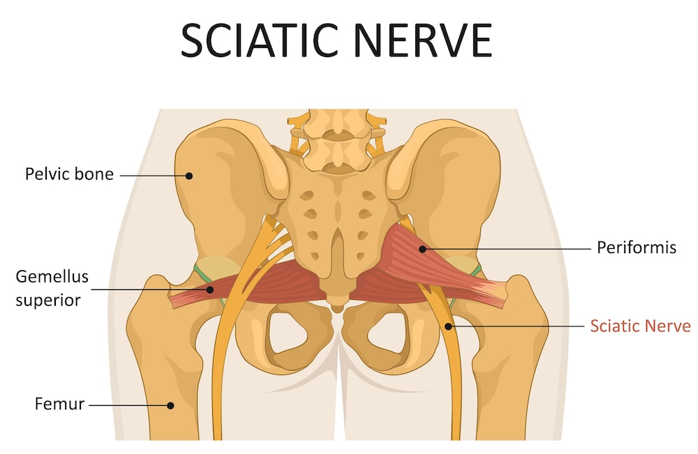 Diagram of sciatic nerve in body